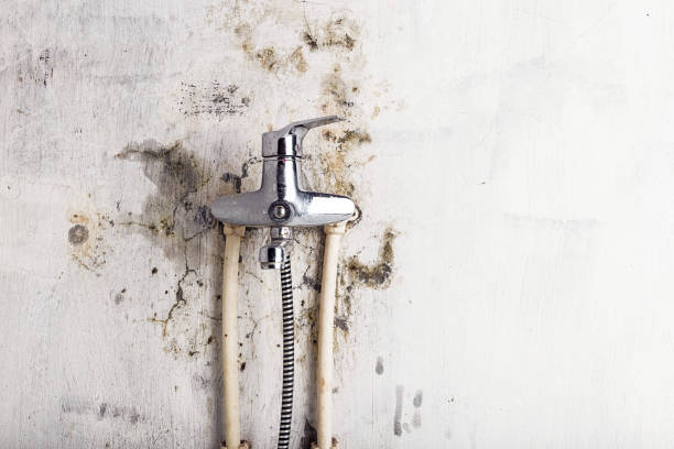 Best Basement Mold Remediation in Fort Bragg, CA