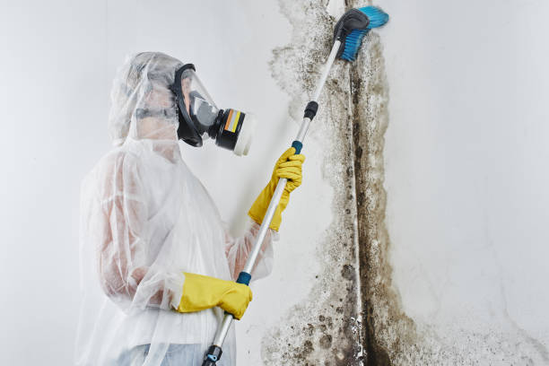 Best Post-Remediation Services in Fort Bragg, CA
