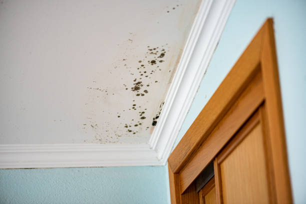Best Crawl Space Mold Remediation in Fort Bragg, CA