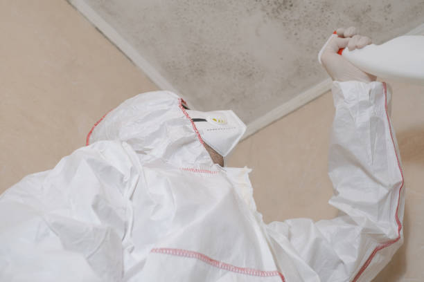Best Attic Mold Remediation in Fort Bragg, CA