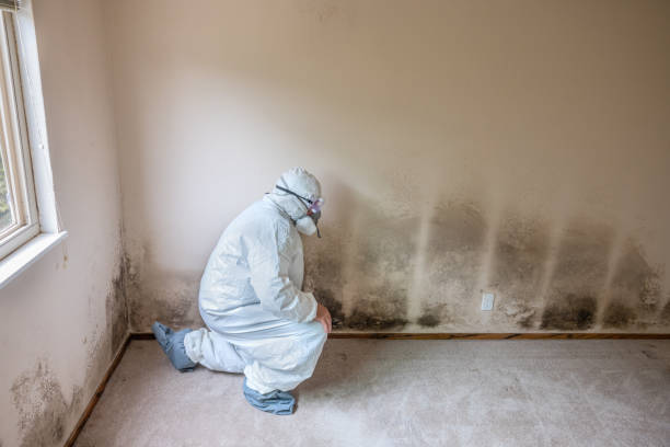 Best Commercial Mold Remediation in Fort Bragg, CA