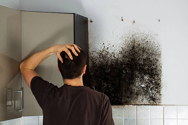 Best Localized Mold Remediation (e.g., coastal areas, humid climates) in Fort Bragg, CA