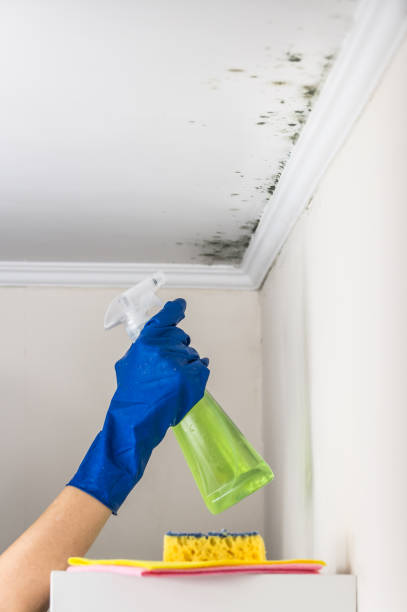 Best Industrial Mold Remediation in Fort Bragg, CA