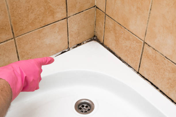 Best Post-Flood Mold Remediation in Fort Bragg, CA